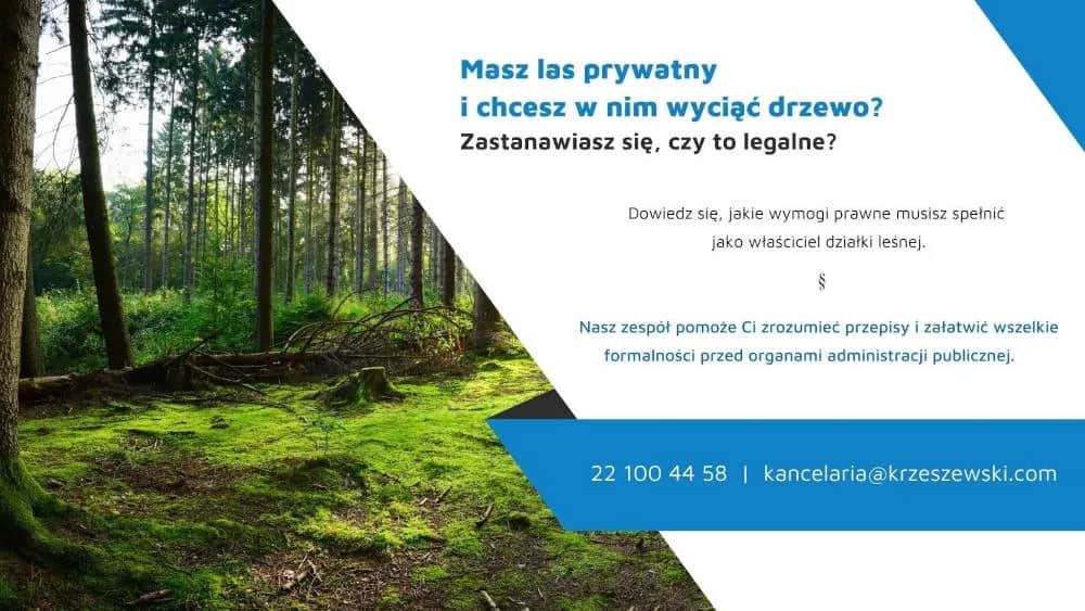 Czy można wyciąć drzewa na działce leśnej? Sprawdź, co musisz wiedzieć