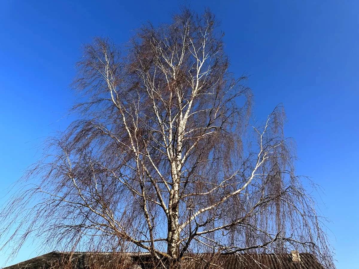 Jak wyciąć drzewa na działce bez naruszania przepisów i zasad bezpieczeństwa