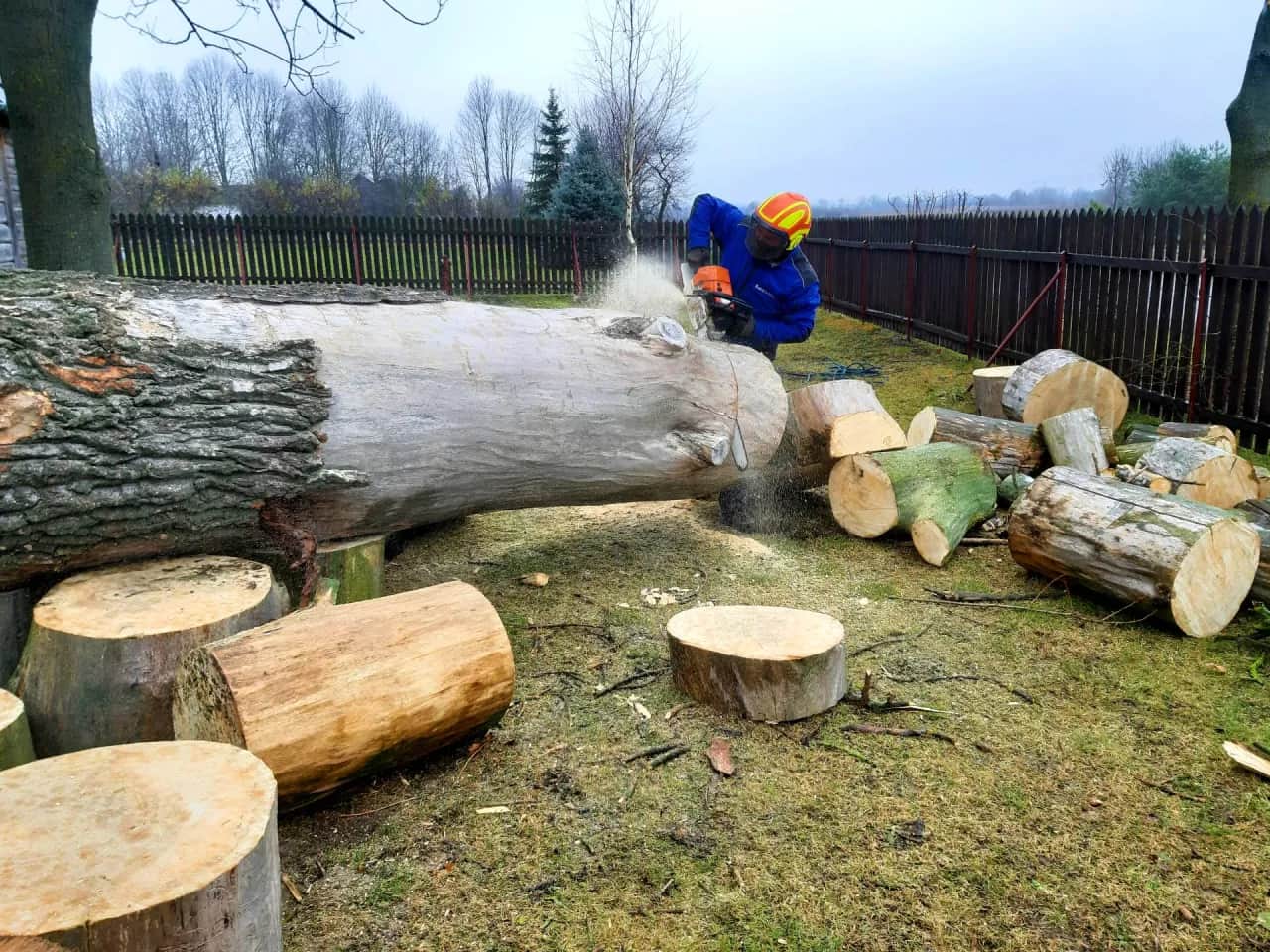 Jak wycenić drzewa do wycinki i uniknąć niepotrzebnych kosztów