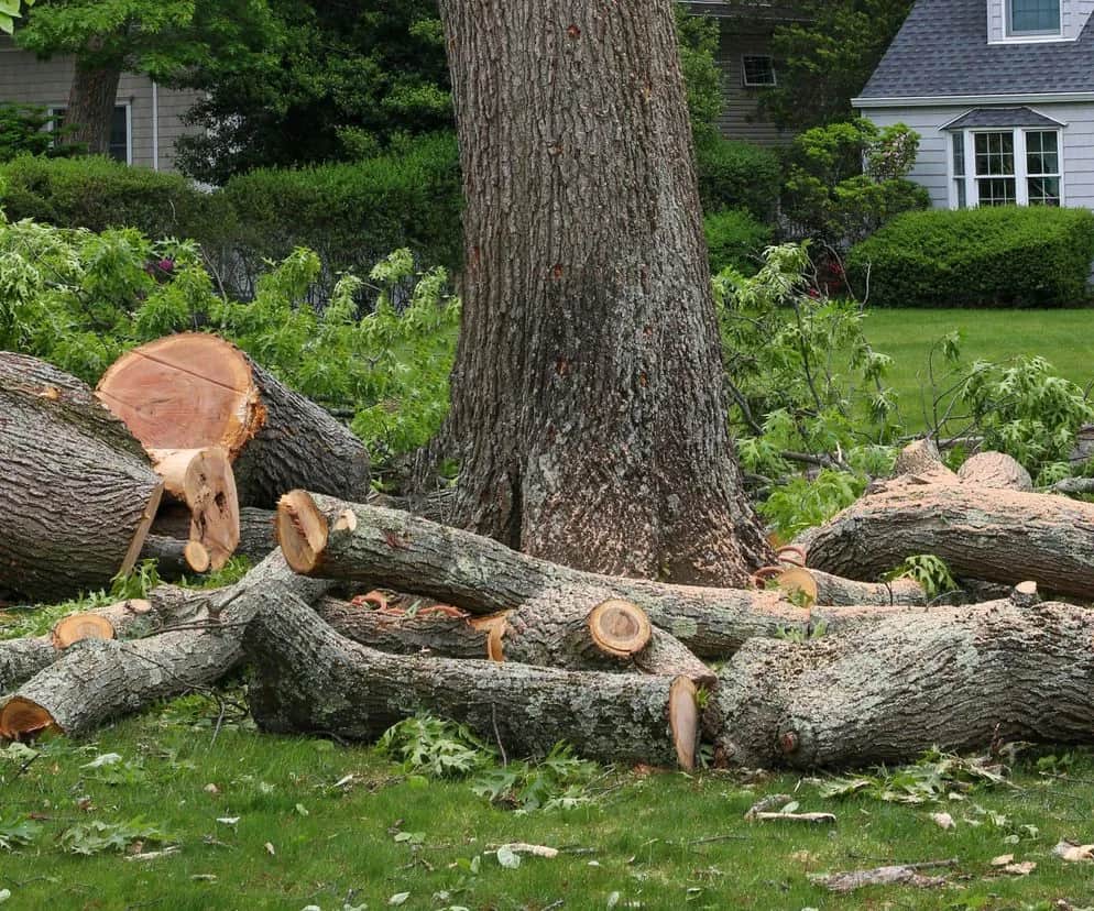 Czy można wyciąć drzewo bez zezwolenia? Sprawdź przepisy i wyjątki