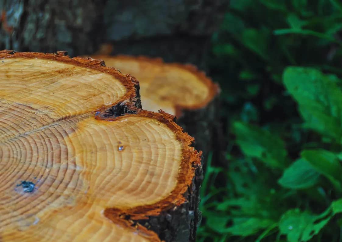 Gdzie zgłosić nielegalną wycinkę drzew i uniknąć kary?