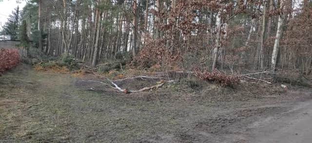 Obszar na którym wycięto drzewa w lesie – skutki i kontrowersje